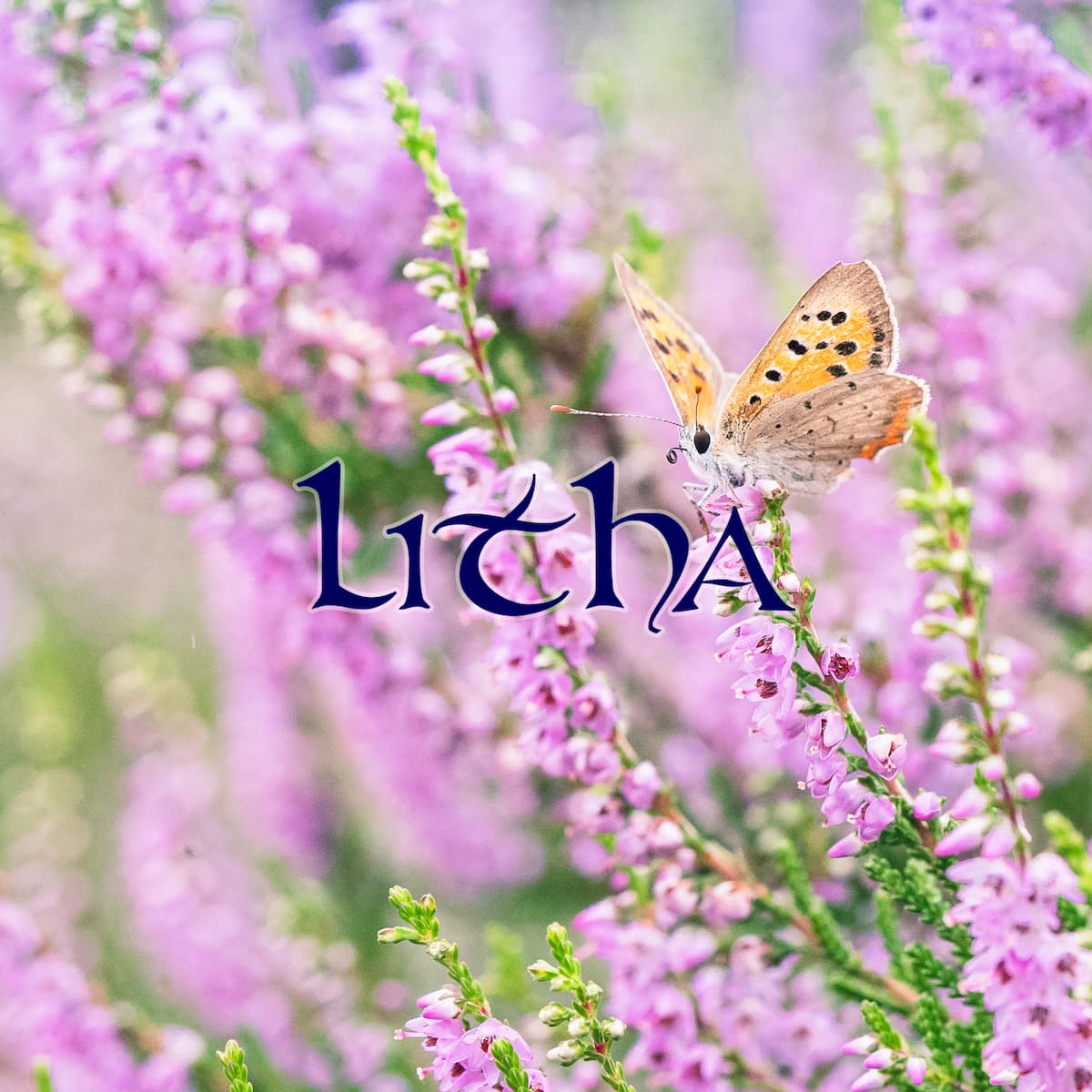 La Boussole de Litha