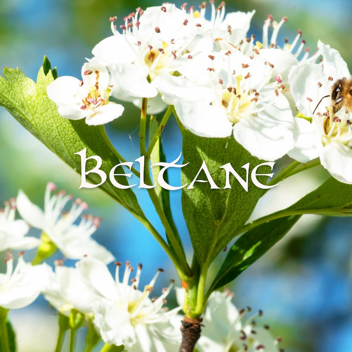 La Boussole de Beltane